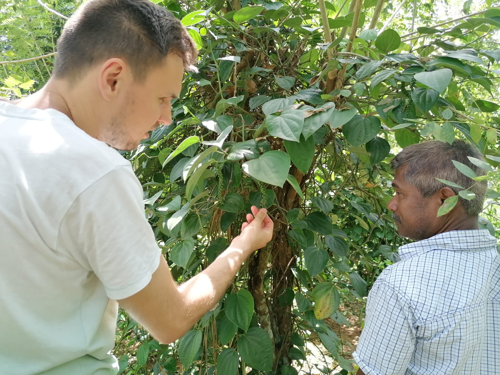 Two people examining green peppercorns on the vine during the pepper harvest in Sri Lanka