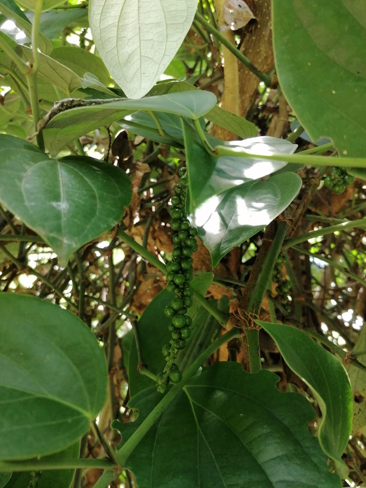 Close view of fresh green peppercorns on the vine in Sri Lanka