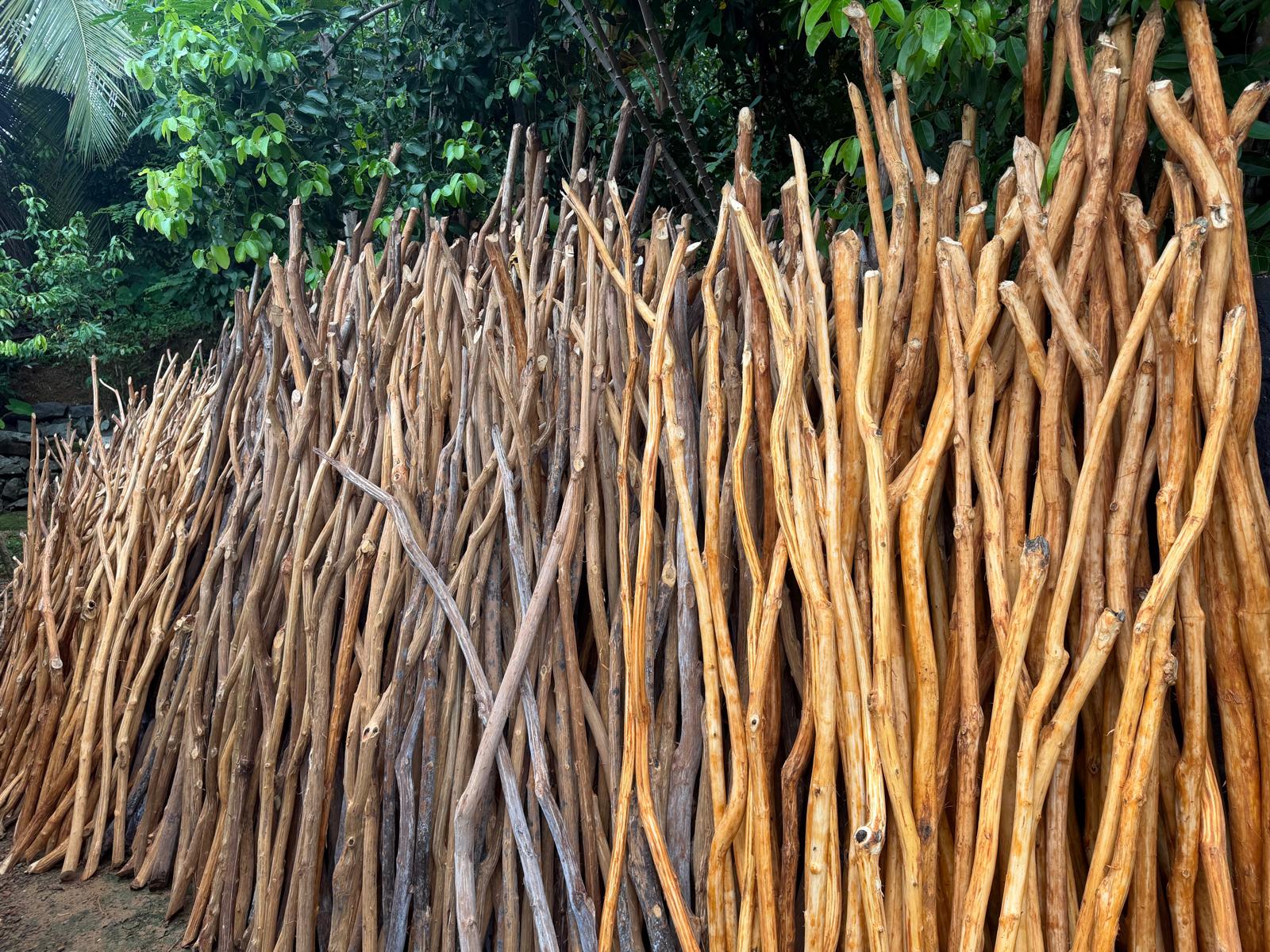 Cinnamon wood stacked outdoors at the local business in Ihala Malawala